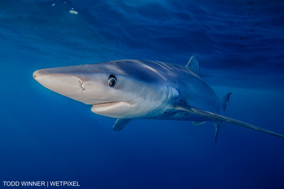 Blue shark, Prionace glauca, llnear the surface,  Southern California. Todd Winner