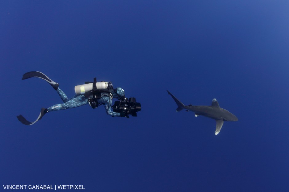 Rob Stewart films an Oceanic Whitetip Shark (Carcharhinus longimanus) off Cat Island in the Bahamas for his upcoming project.  May 2016, Vincent Canabal