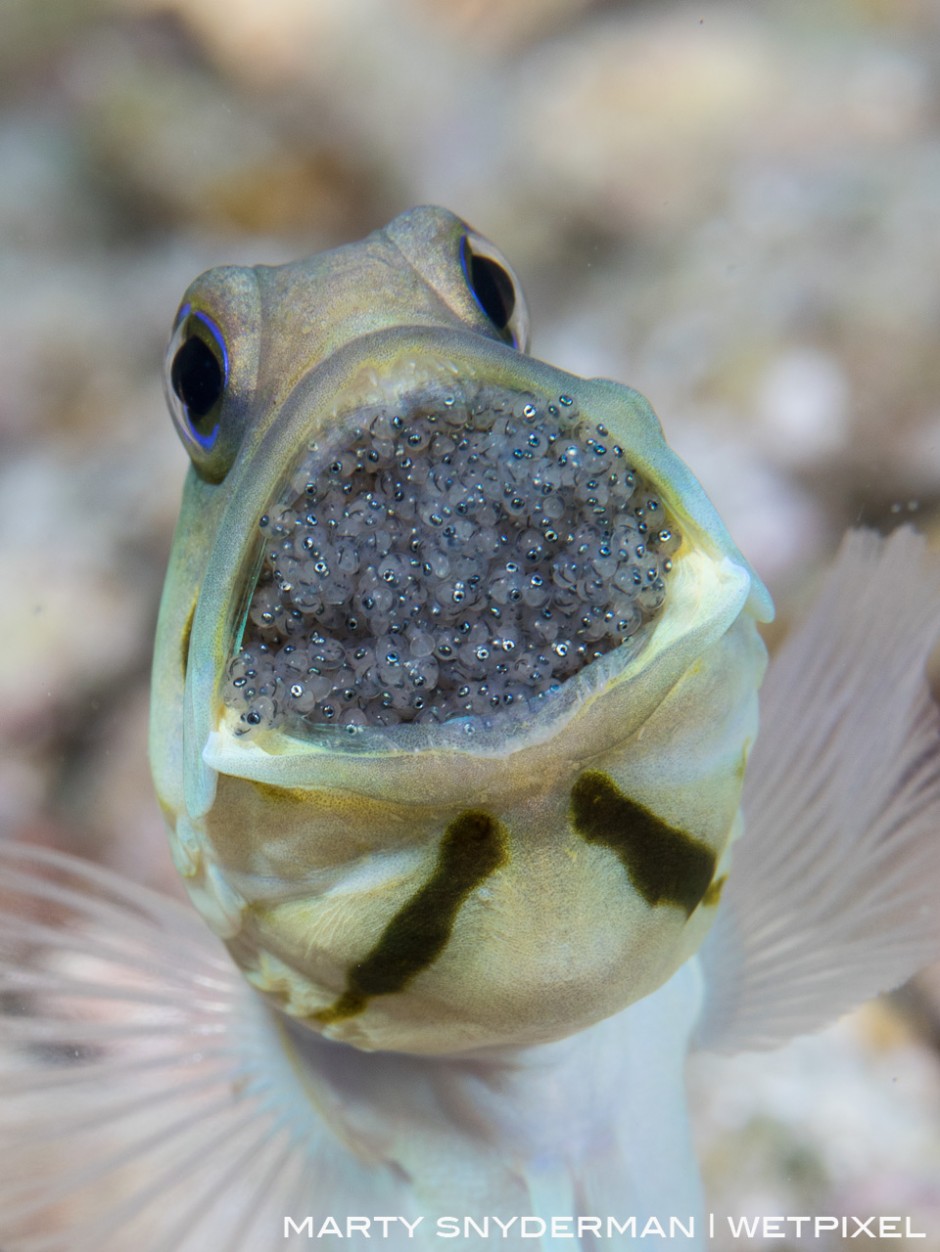 A male yellowhead jawfish with a mouthful of the fertilized eggs from his mate. July in Cozumel where I'd photographed this behavior the year prior.