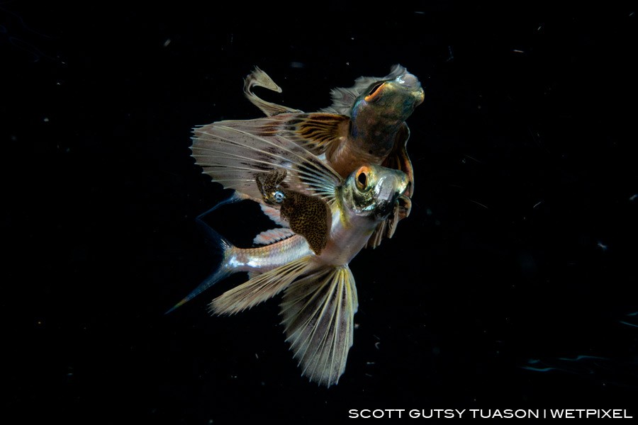 A sub-adult flying fish with a Pygmy squid under its pectoral, a vey usual behaviour still unexplained by science, and most likely the first time to be observed. 
Casiguran, Aurora, Philippines
