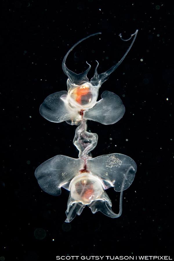 A pair of mating Sea Butterflies (Pteropods), probably one of the few ever recorder sightings of this behavior. Maricaban Strait, Anilao, Philippines