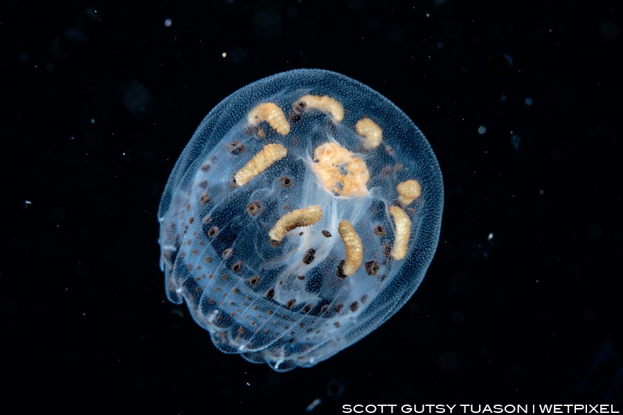 The intricately textured Thimble Jellyfish. Casiguran, Aurora, Philippines
