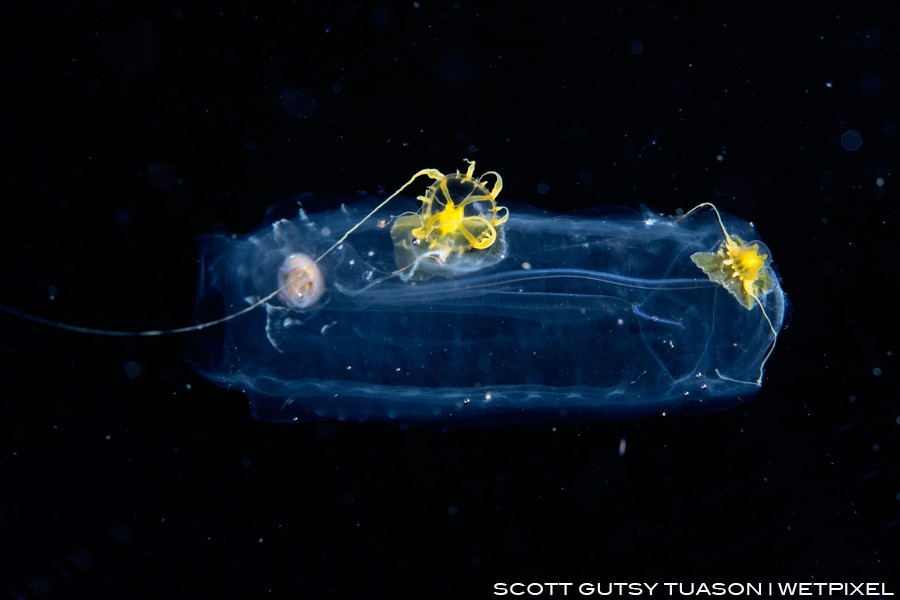 Planktonic salp with Jellyfish parasites, this could very well be evolution happening right in front of our eyes as these jellyfish change from being nomadic drifters to clingy parasites.
Casiguran, Aurora, Philippines