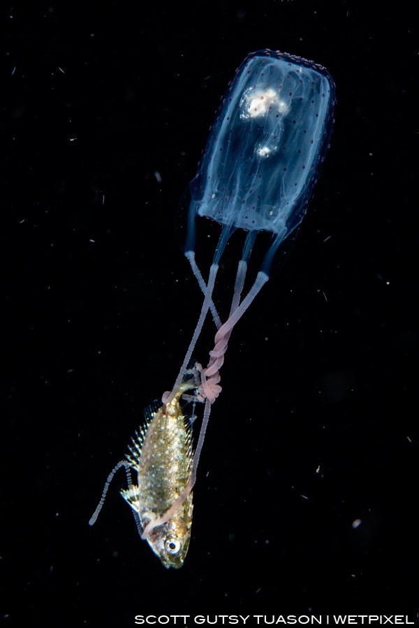 A box jellyfish snatches a larval Rabbitfish, one of those right place, right time moments, the jellyfish continued to search for more prey once the fish was immobile, which didn’t take very long. Casiguran, Aurora, Philippines