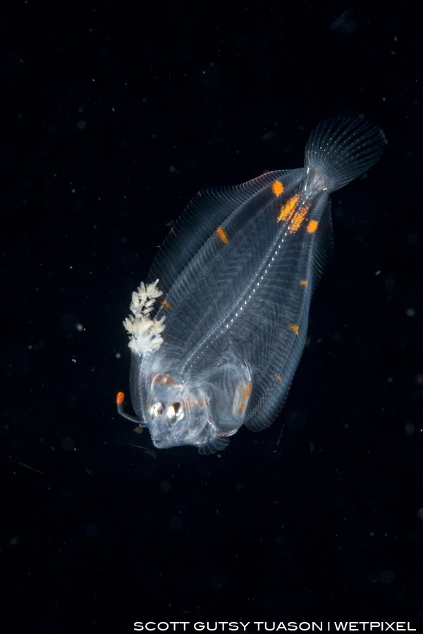 A larval Flounder with a cluster of white parasites. Balayan Bay, Anilao, Philippines