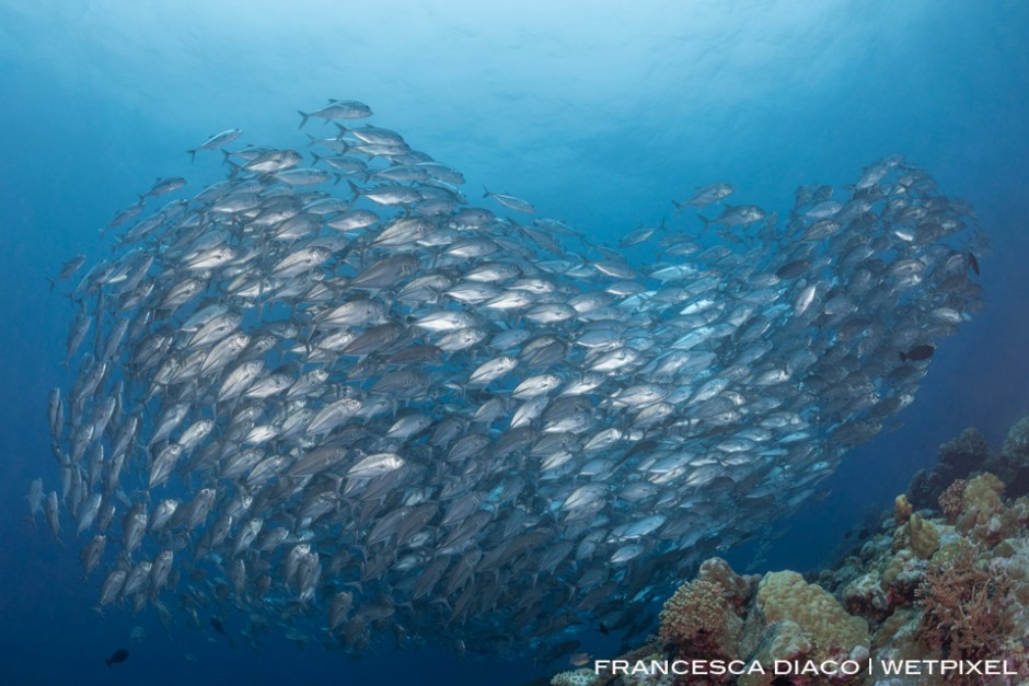 A massive school of Bigeye Trevally (*Caranx sexfasciatus*) move in unison forming the shape of a heart on the outside of Ulong Channel. 