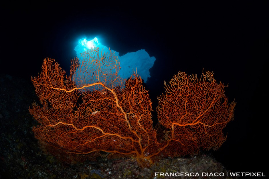 A large Gorgonian Sea Fan provides a colorful focal point inside the cavern at Blue Holes. 
