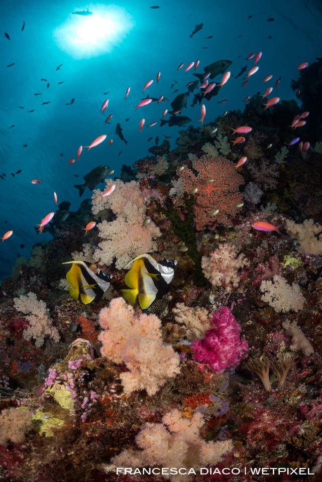 A pair of Masked Bannerfish (*Heniochus monoceros*) cruise the colorful and healthy reef at Turtle Cove. 