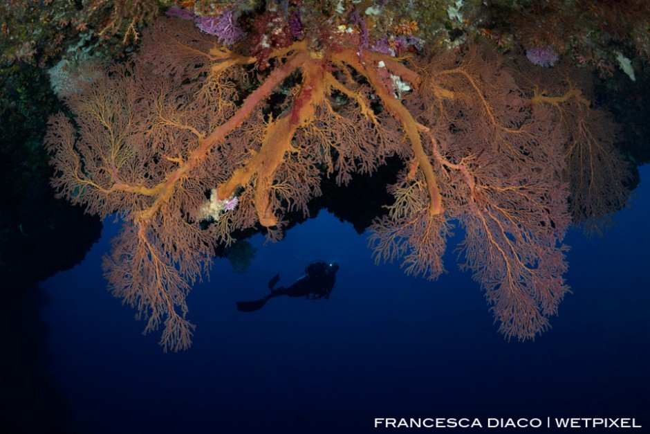 A large gorgonian is the perfect frame for this diver exploring the entrance of Saies Tunnel. 