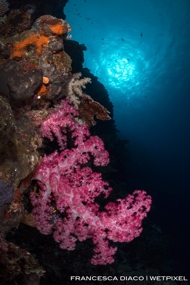 Colorful soft coral and dramatic topography offer a number of excellent wide angle opportunities on the outer wall near Siaes Tunnel. 