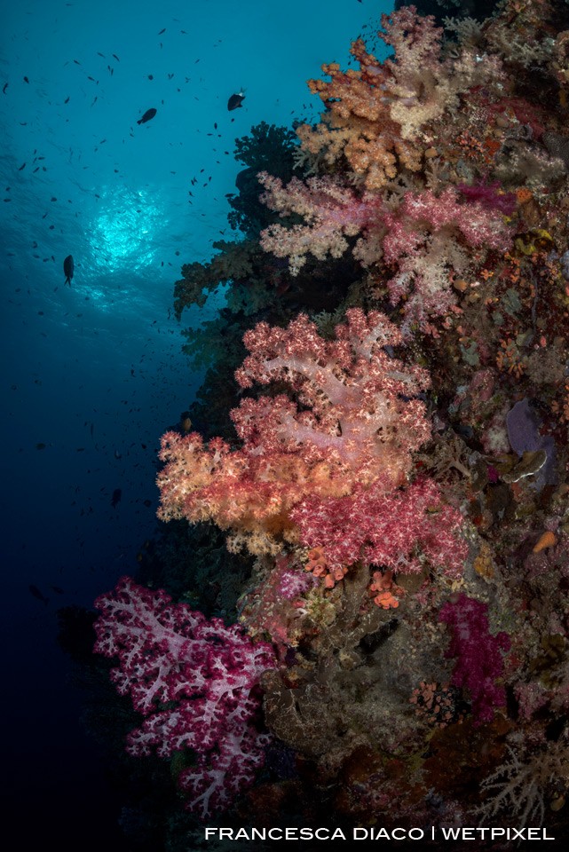 A wide variety of colorful and healthy soft coral decorates Palau's reefs, which is a feast for the eyes and great news for every wide angle photographer. 