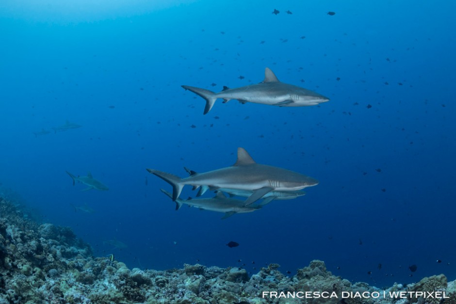A pack of grey reef sharks (*Carcharhinus amblyrhynchos*) easliy cruise through the strong currents at Blue Corner. 