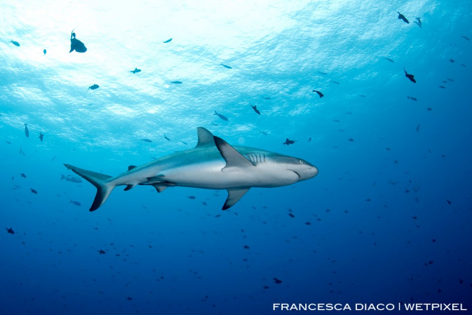 The large population of Grey Reef Sharks (*Carcharhinus amblyrhynchos*) is likely to continue to thrive and grow thanks to the success of the Marine Protected Areas in Palau. 
