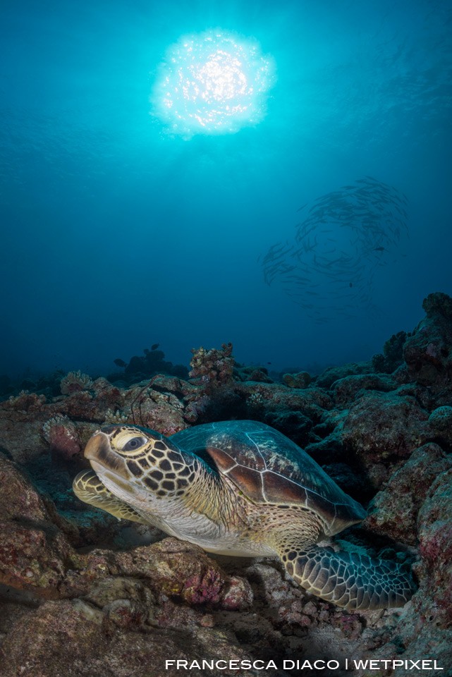 A turtle (*Chelonia mydas*) takes a rest on top of the reef at New Drop Off. 