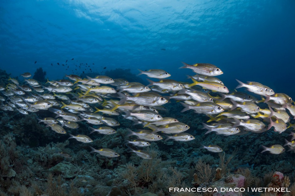 A school of Striped Large-Eye Bream (*Gnathodentex aureolineatus*) congregate in the shallows at Dexter's Wall. 