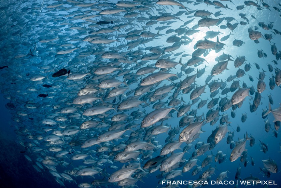 Massive schools of fish, such as this aggreagation of Bigeye Trevally (*Caranx melampygus*) gather at the world famous dive site Blue Corner. 