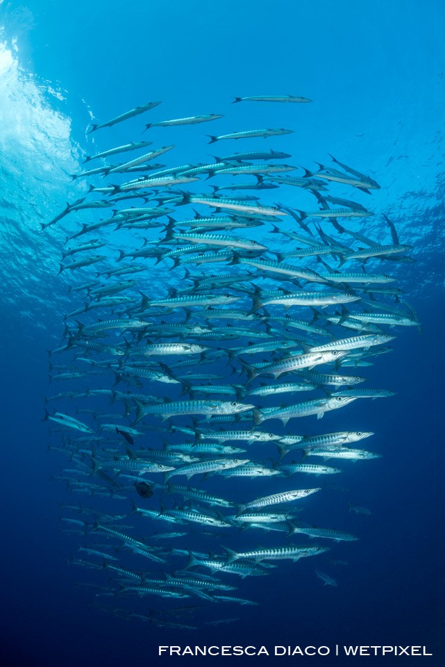 A school of Chevron Barracuda (*Sphyraena qenie*) forms a perfect cone in the water column. 