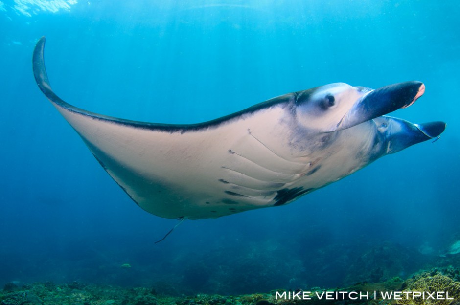 A reef manta ray cruises in toward the cleaning station at Manta Point in Bali, Indonesia