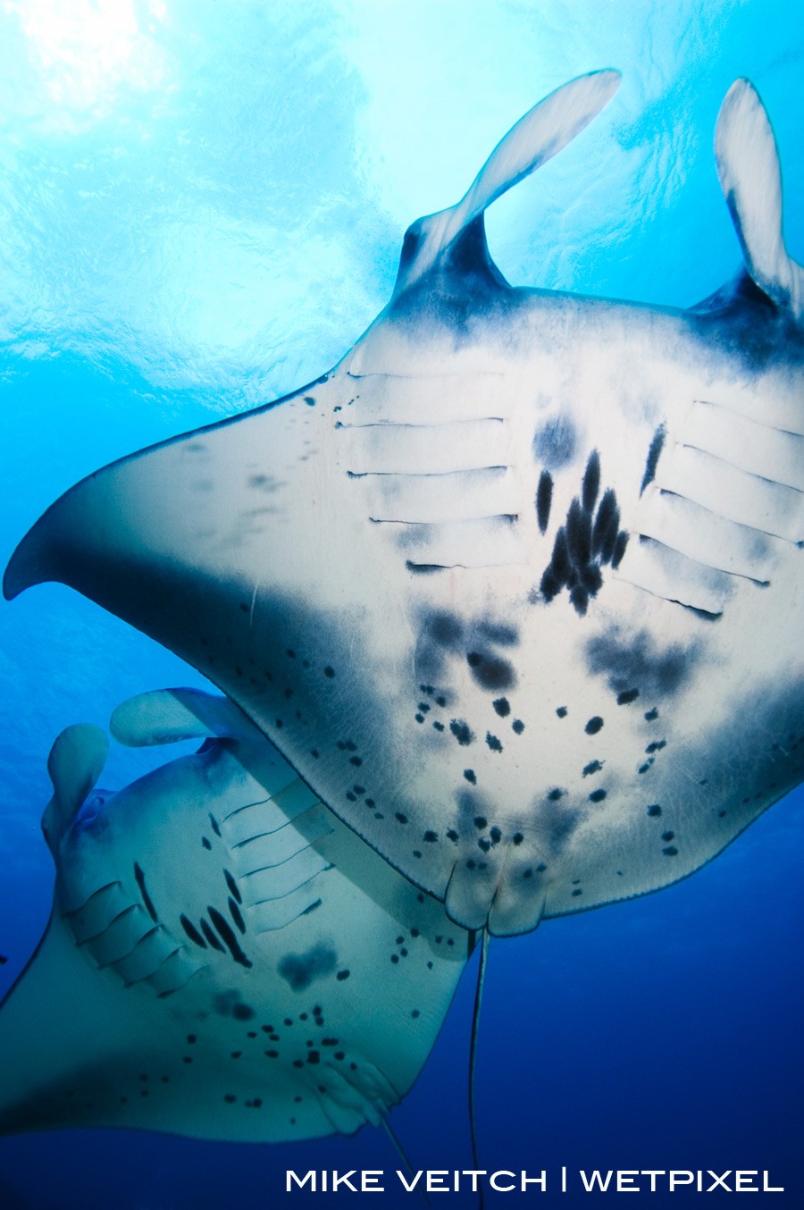 Two Manta Rays in formation, *Manta birostris*, Goofnuw Channel, Valley of the Rays, Yap, Micronesia, Pacific Ocean