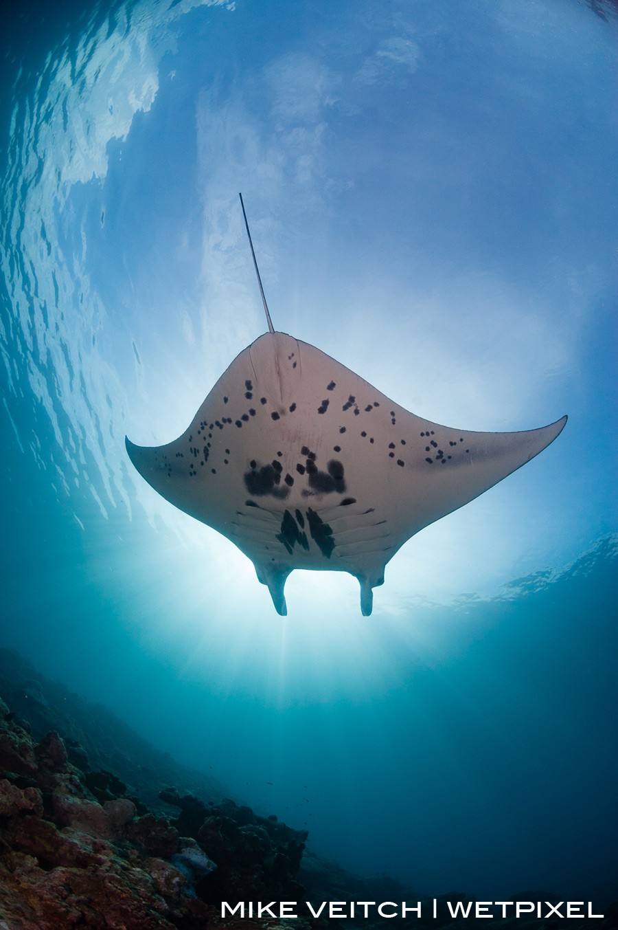A reef manta ray, *Manta alfredi*, hovering in the current with the sun streaming behind it, Miil Channel, Yap, Micronesia