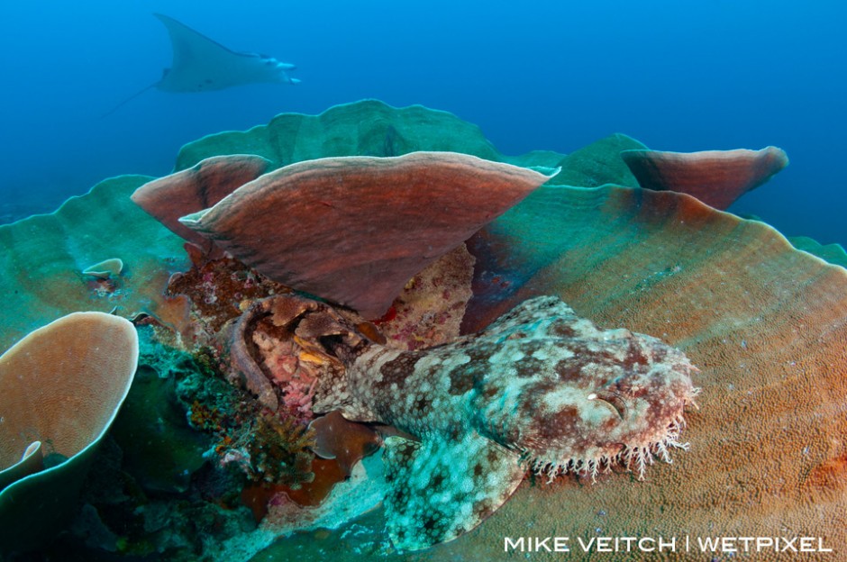 A tassled wobbegong rests on a plate coral in Raja Ampat as a reef manta ray, *Manta alfredi*, cruises past in the background, Raja Ampat, Indonesia