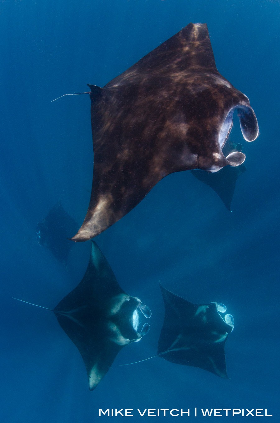 Reef manta rays, *Manta alfredi*, feeding at the surface, Raja Ampat, Indonesia