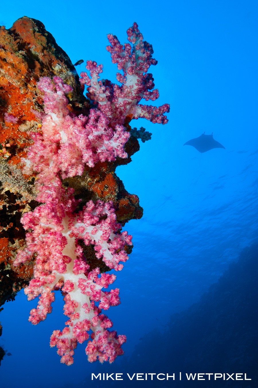 A bright pink soft coral lit up in the foreground with a manta silhoutted in the background, Miil Channel, Yap, Micronesia