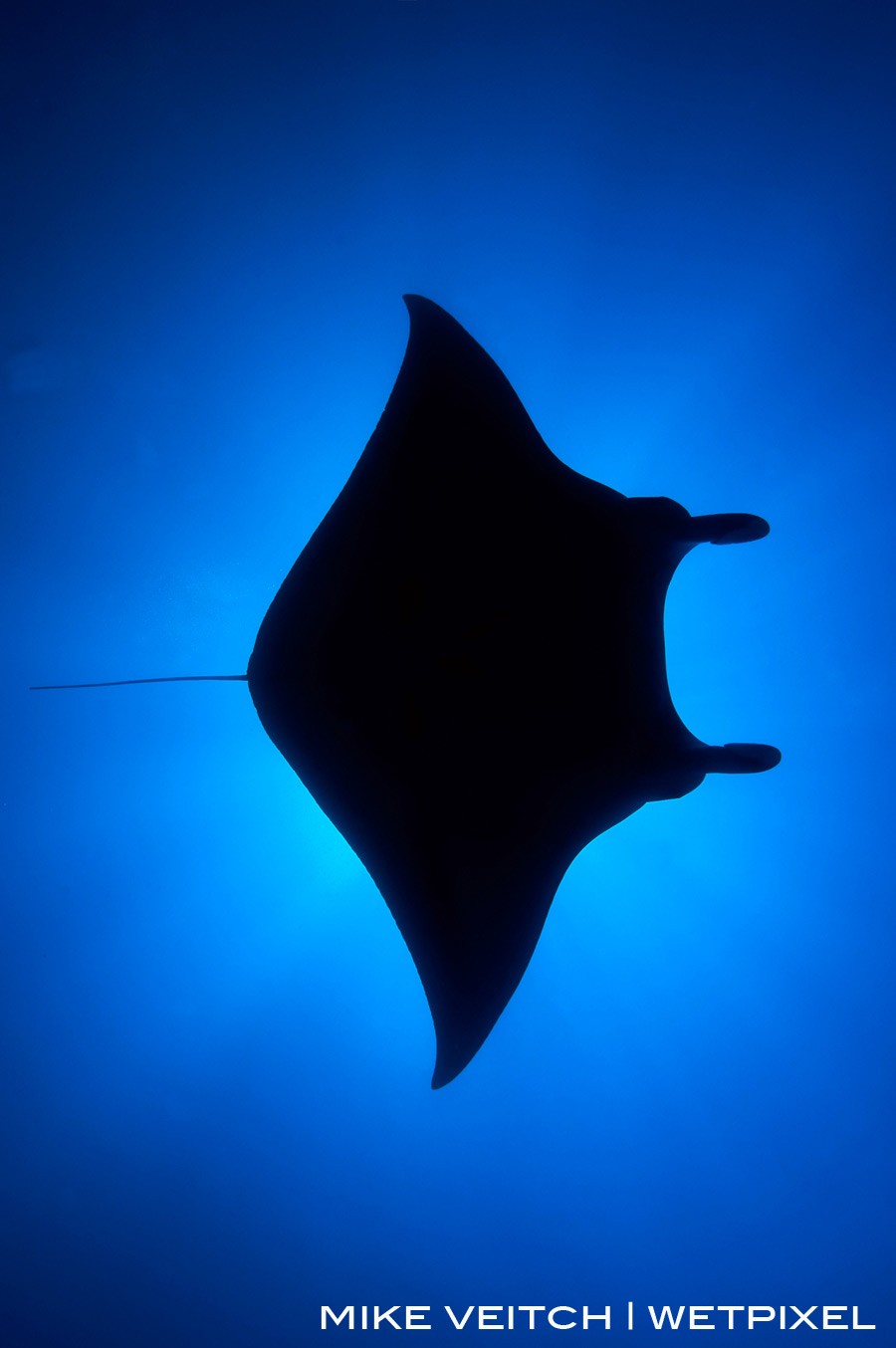 Manta ray in silhouette, *Manta birostris*, Valley of the Rays, Goofnuw Channel, Yap, Federated States of Micronesia, Pacific Ocean