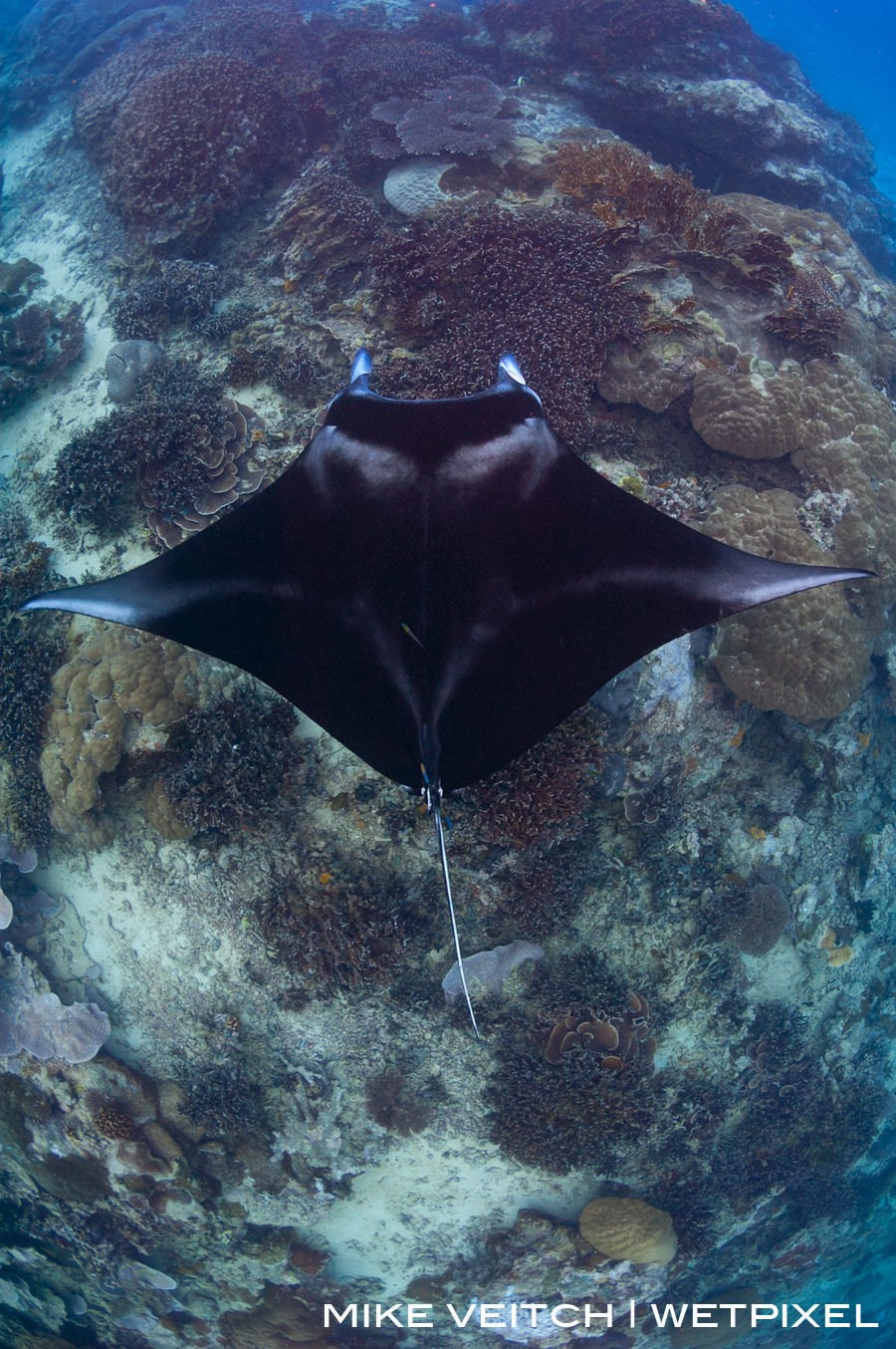 A reef manta ray, *Manta alfredi*, hovers above a cleaning station.  A keen eye can spot the cleaner fish around the tail.  Goofnuw Channel, Yap, Micronesia