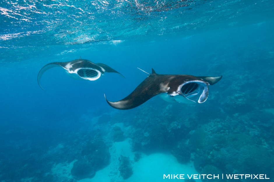 Two reef manta rays, *Manta alfredi*, feed at the surface in rough conditions, Goofnuw Channel, Yap, Micronesia