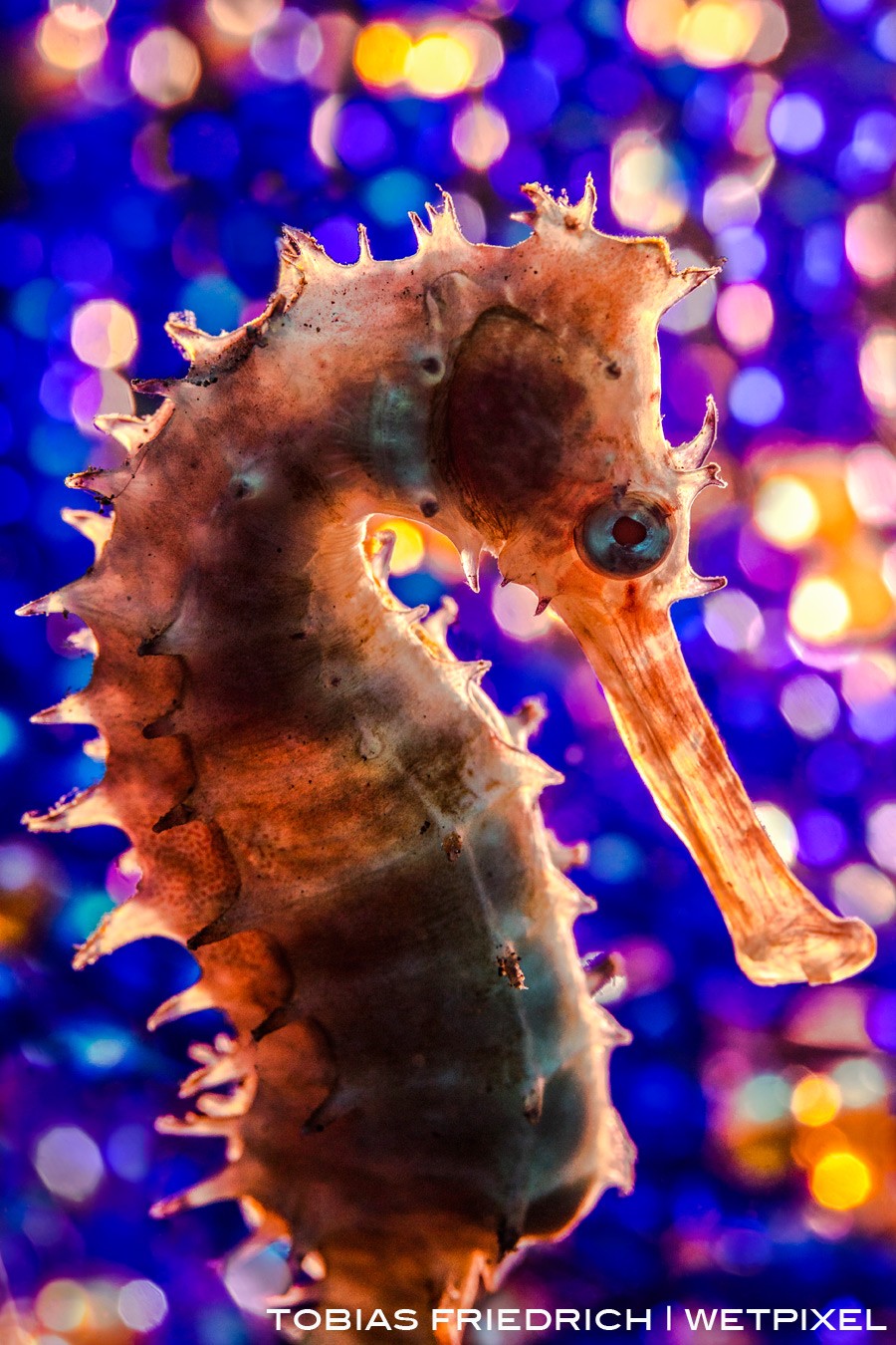 Backlit seahorse with bubble bokeh background