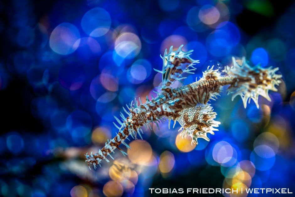 Ornate ghost pipefish (*Solenostomus paradoxus*) with bubble bokeh background