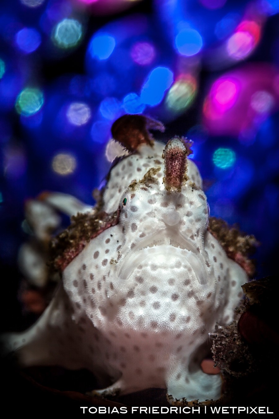 Juvenile warty frogfish (*Antennarius maculatus*) with bubble bokeh background