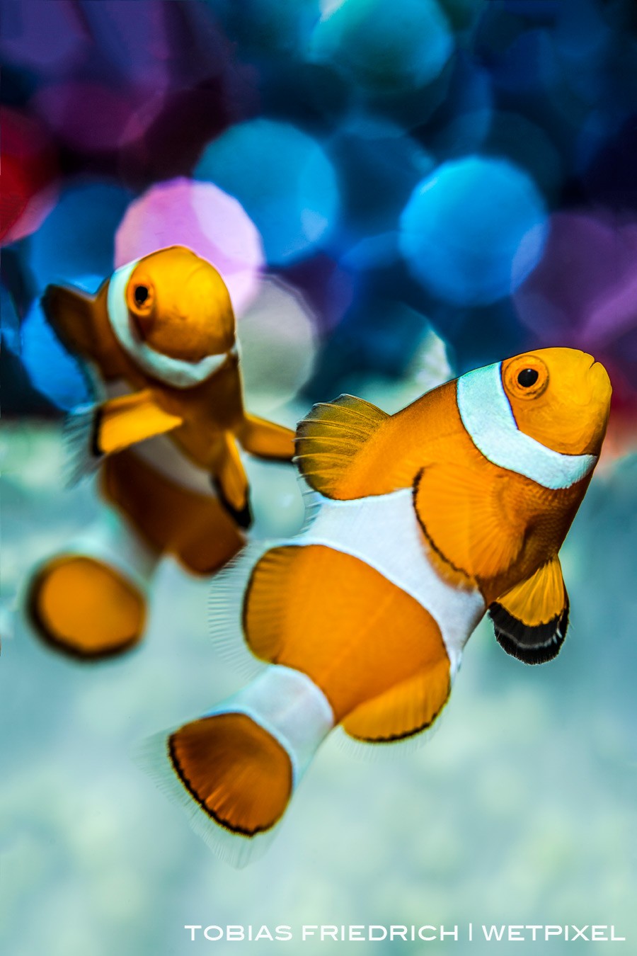 A pair of clownfish (*Amphiprion ocellaris*) with bubble bokeh background