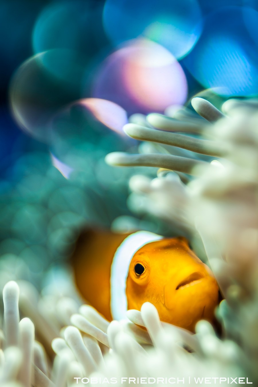 A clownfish (*Amphiprion ocellaris*) nestled in its host anemone with a bokeh background