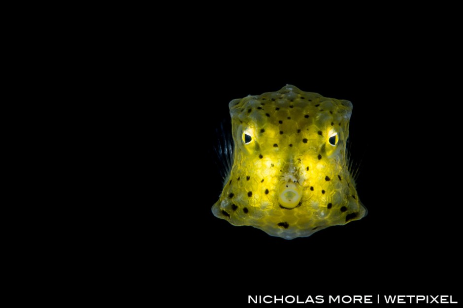 The juvenile yellow boxfish (*Ostracion cubicus*)