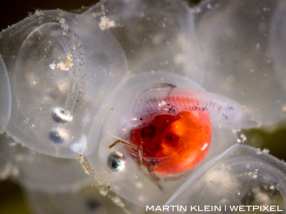 Freshwater mite eating a perch egg