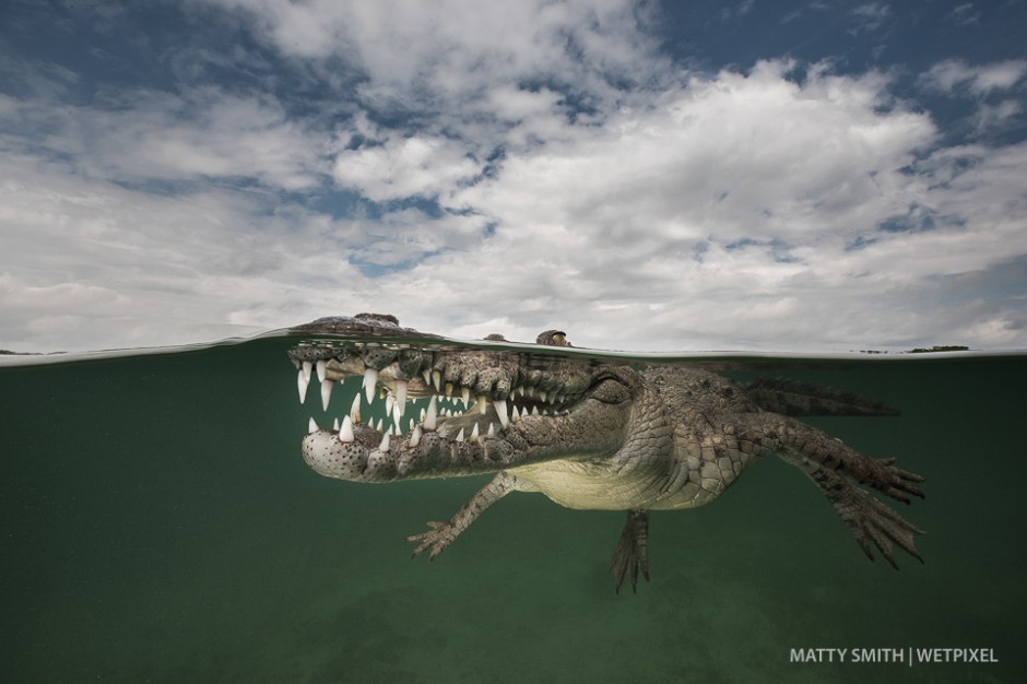 American crocodile (*Crocodylus acutus*) at the Gardens of the Queen (Jardines de la Reina), Cuba.