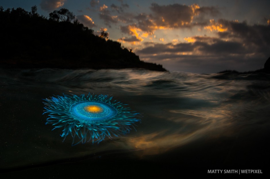 A blue button hydroid (*Porpita Porpita*) washes into shore at sunrise. Bushranger Bay NSW, Australia.