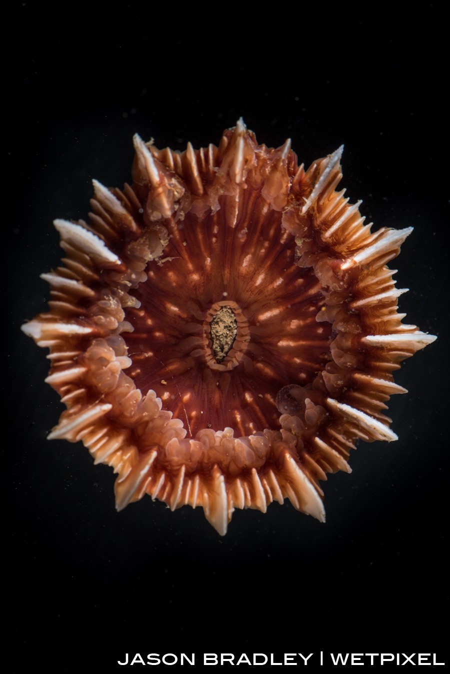 A stony coral (*Scleractinia*) recovered from 2000 meters below.