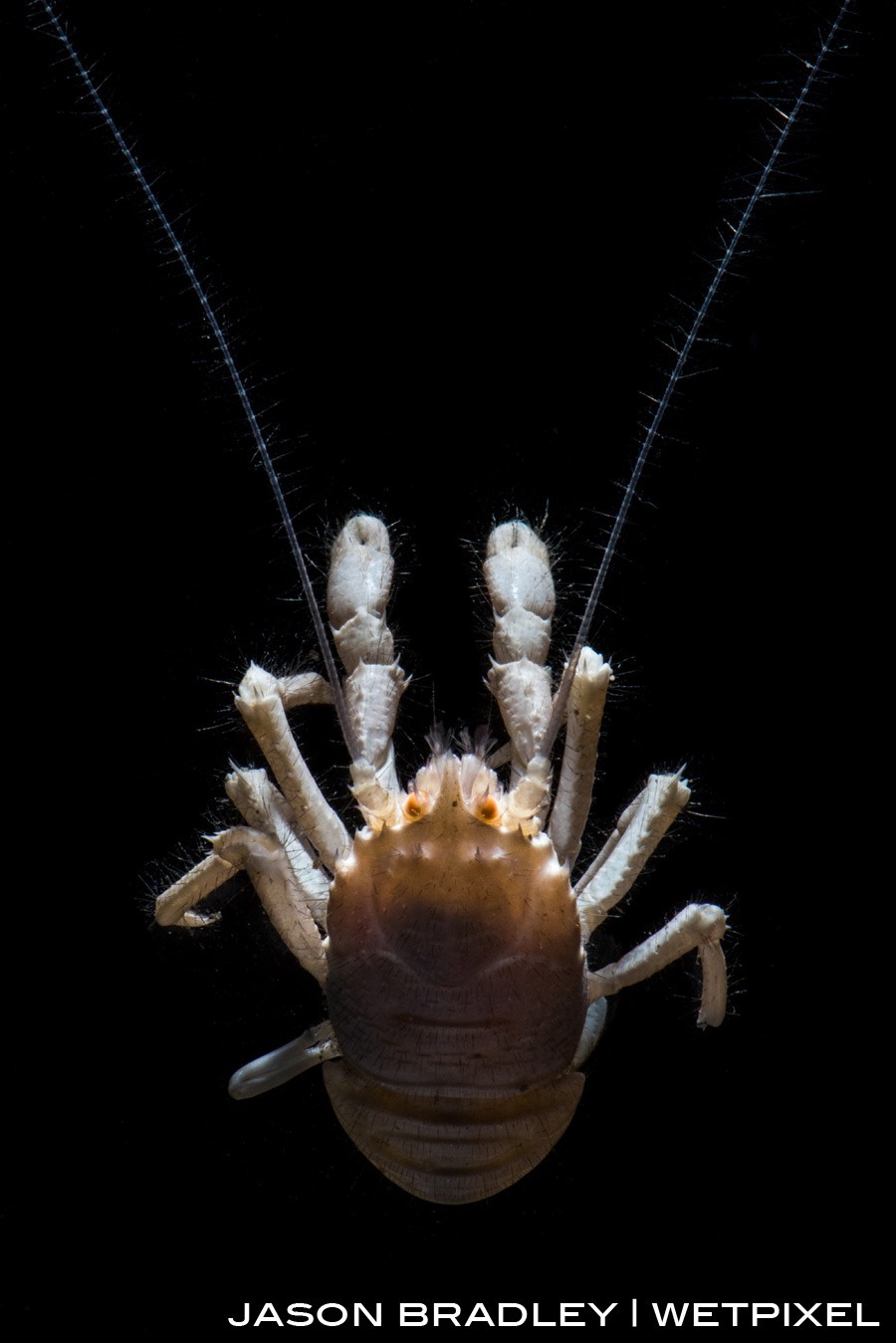 A squat lobster (*Galatheidae*).