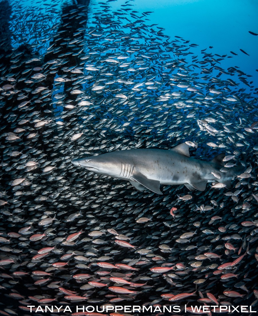 A sand tiger shark is surrounded by thousands of small fish near the conning tower of the wreck of the U-352. Location: Morehead City, North Carolina USA