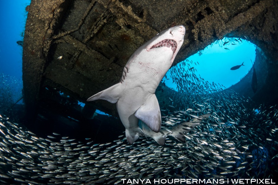 A sand tiger shark (*Carcharias taurus*) swims through a river of small bait fish inside the wreck of the Aeolus. Location: Morehead City, North Carolina, USA.