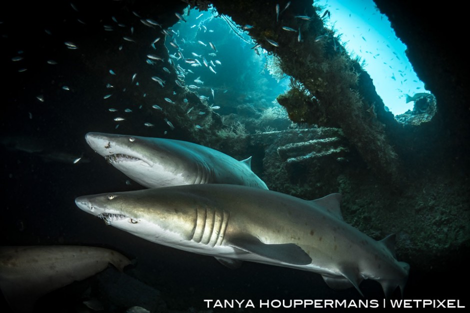 Sand tiger sharks inside the wreck of the Caribsea. Location: Morehead City, North Carolina USA