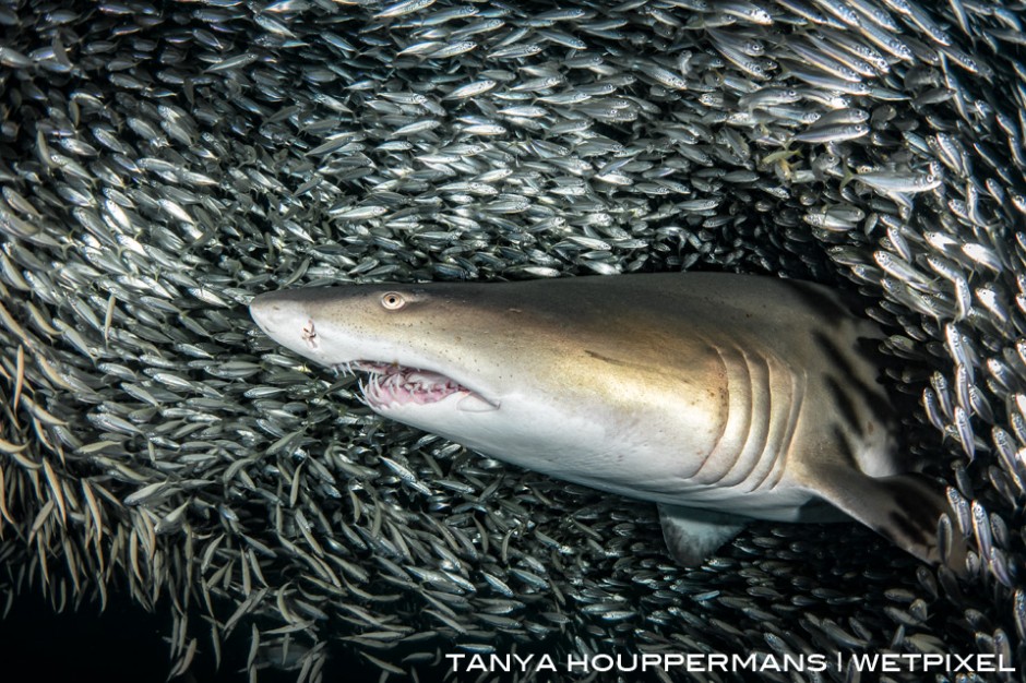 The fish were so numerous in this bait ball that they nearly blocked out all of the ambient light, giving the appearance of a dark background as this sand tiger slowly swam past. 