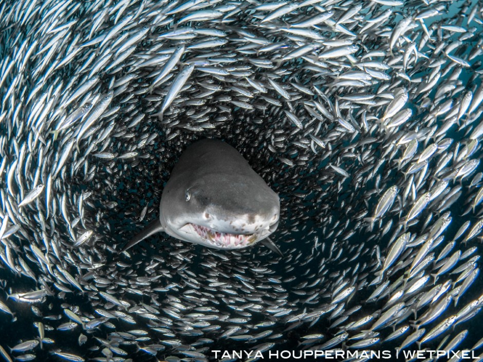 A sand tiger appears to emerge from a tunnel inside of a massive bait ball. Location: Wreck of the Caribsea, Morehead City, North Carolina USA