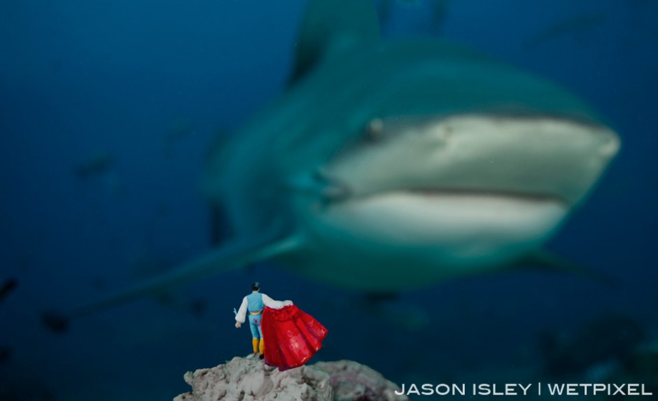 Without the usual bulls to tease the Matador decides to take on the bull shark. (nikon D800, 28-70mm, nauticam WAP port/lens)