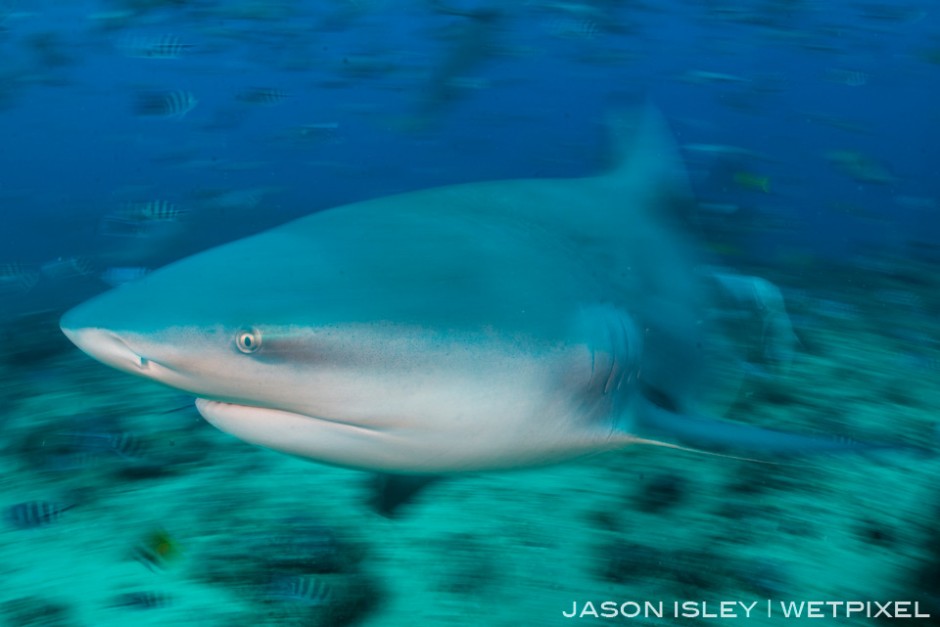 Slow shutter blur used to illustrate the speed of the bull shark, Fiji. (nikon D800, 28-70mm, nauticam WAP port/lens) 
