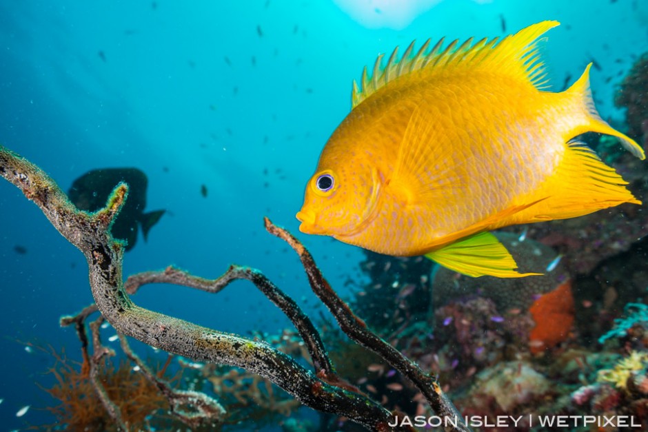 Golden damselfish caring for its eggs on an old gorgonian sea fan. (nikon D800, 28mm, nauticam WAP port/lens)