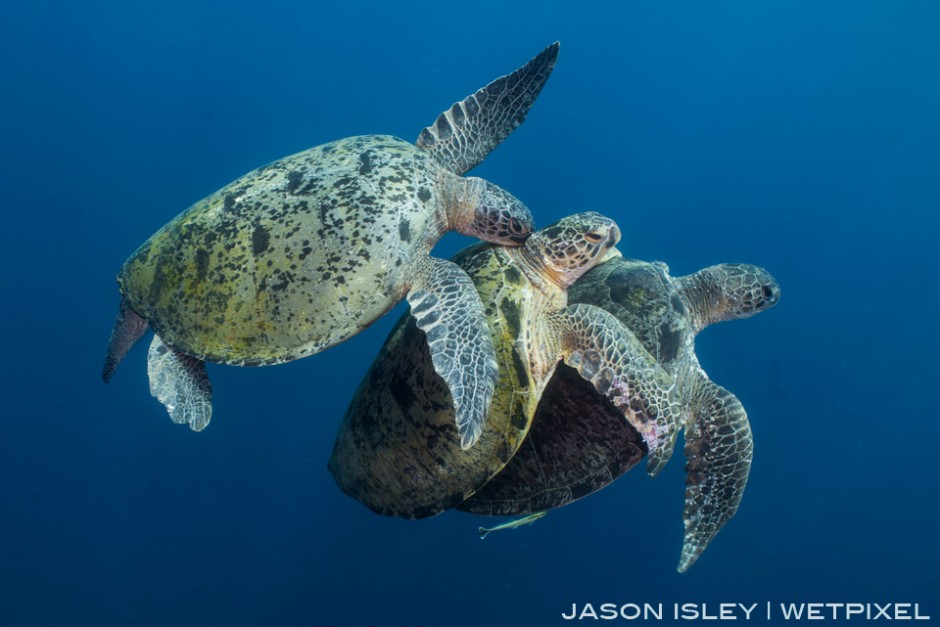 A male green turtle hassles and bites the second male who is locked on with the female. (nikon D800, 28mm, nauticam WAP port/lens)